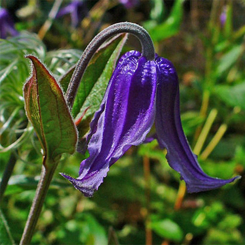 Clematis integrifolia - Stauden-Waldrebe (Flowering)