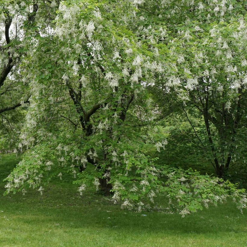 Cladrastis kentukea - Gelbholz (Flowering)