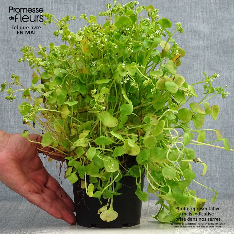 Example of Claytonie - Claytonia perfoliata Topf mit 1,5L/2L as you get in printemps