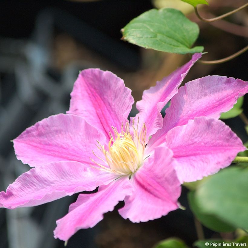 Clematis Abilène - Waldrebe (Flowering)