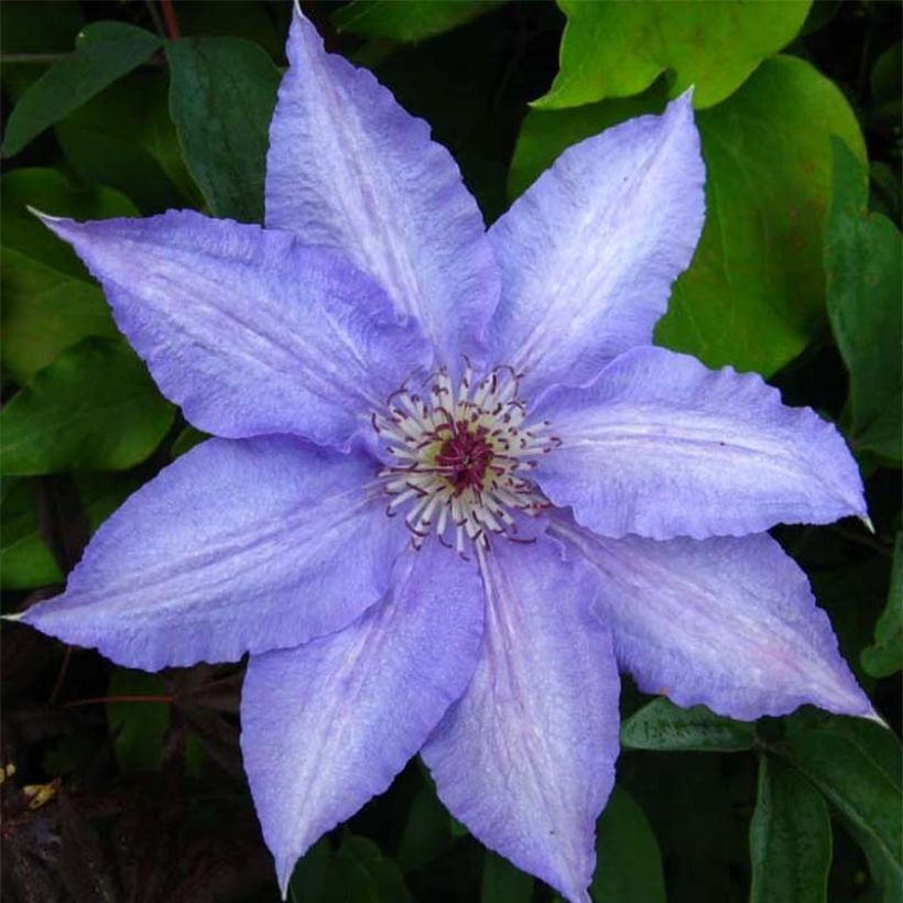 Clematis Alice Fisk - Waldrebe (Flowering)