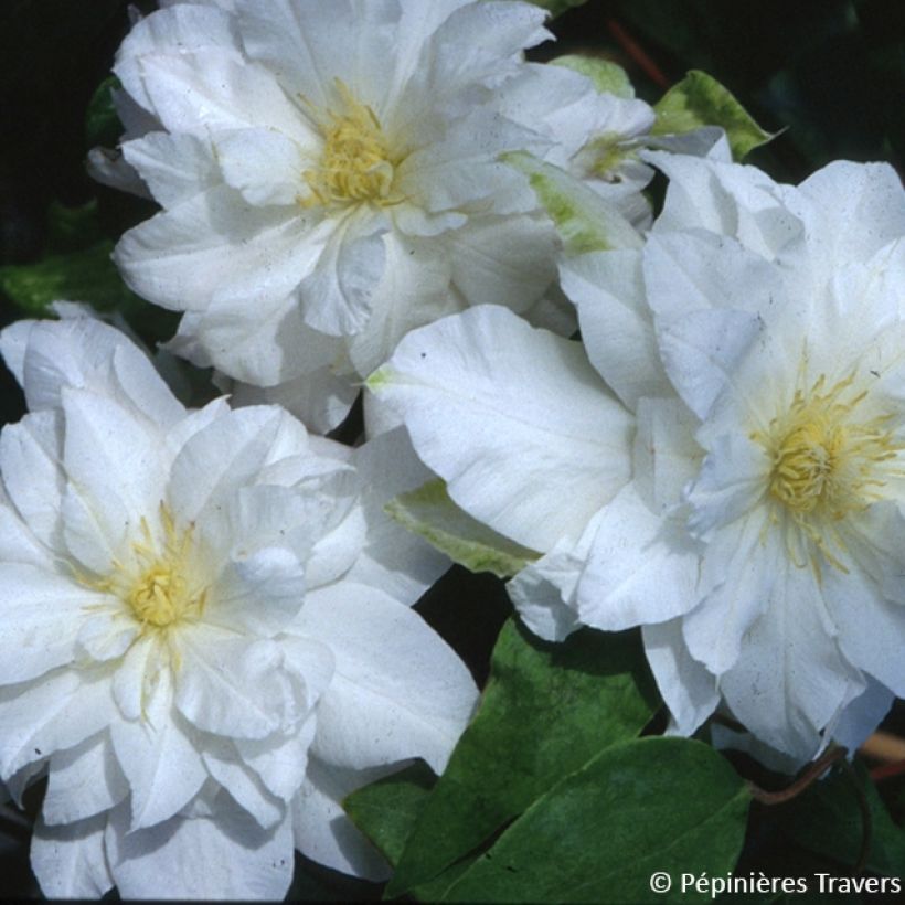 Waldrebe Arctic Queen - Clematis (Flowering)