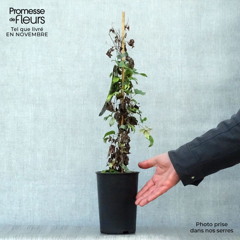 Example of Clematis integrifolia Baby Star - Stauden-Waldrebe Topf mit 2L/3L as you get in automne