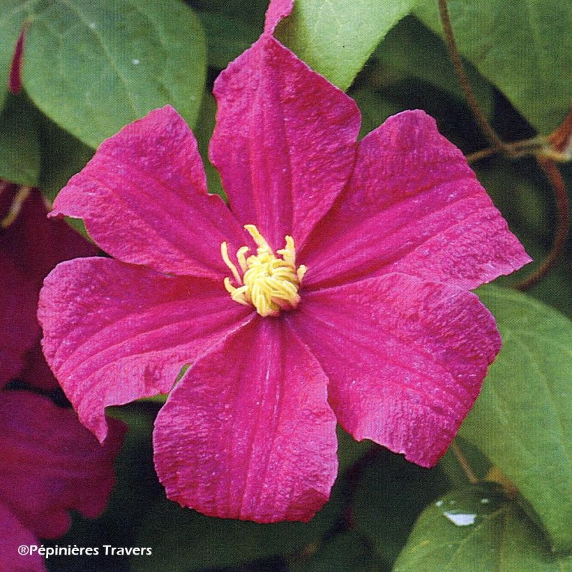 Waldrebe Barbara Harrington - Clematis (Flowering)