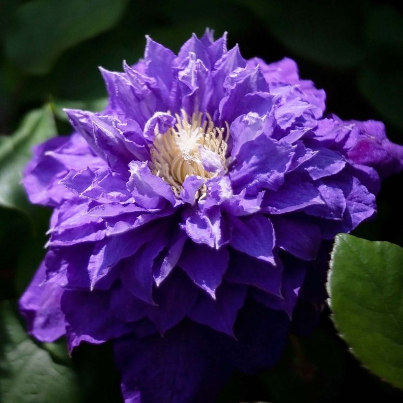 Waldrebe Beauty of Worcester - Clematis (Flowering)