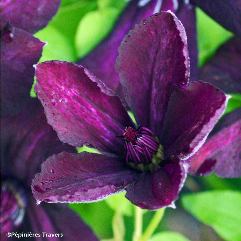 Clematis viticella Dark Eyes - Waldrebe (Flowering)