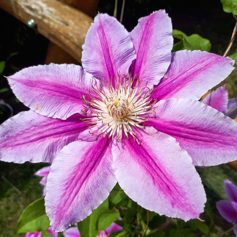 Waldrebe Docteur Ruppel - Clematis (Flowering)