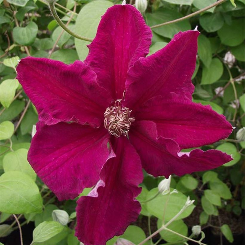 Clematis viticella Ernest Marckham - Waldrebe (Flowering)