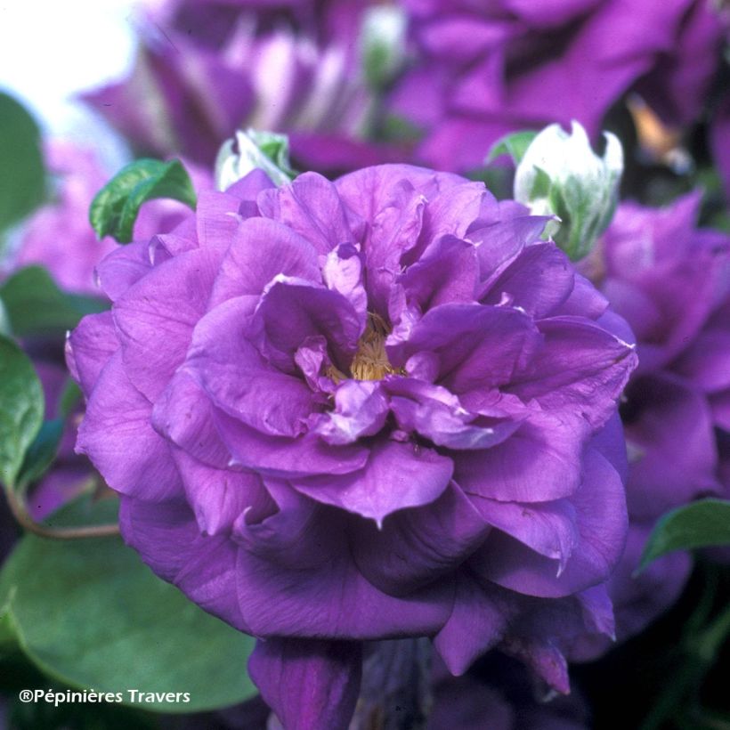 Waldrebe Franziska Marie - Clematis (Flowering)