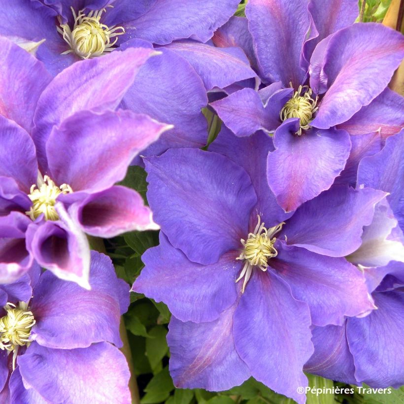 Waldrebe H. F. Young - Clematis (Flowering)
