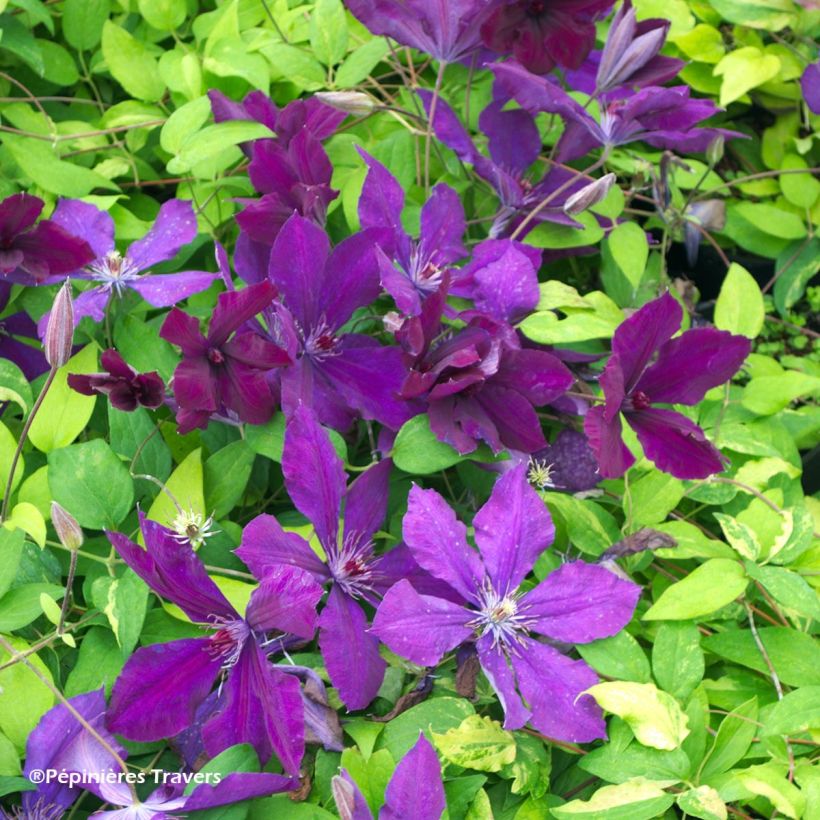 Waldrebe Honora - Clematis (Flowering)