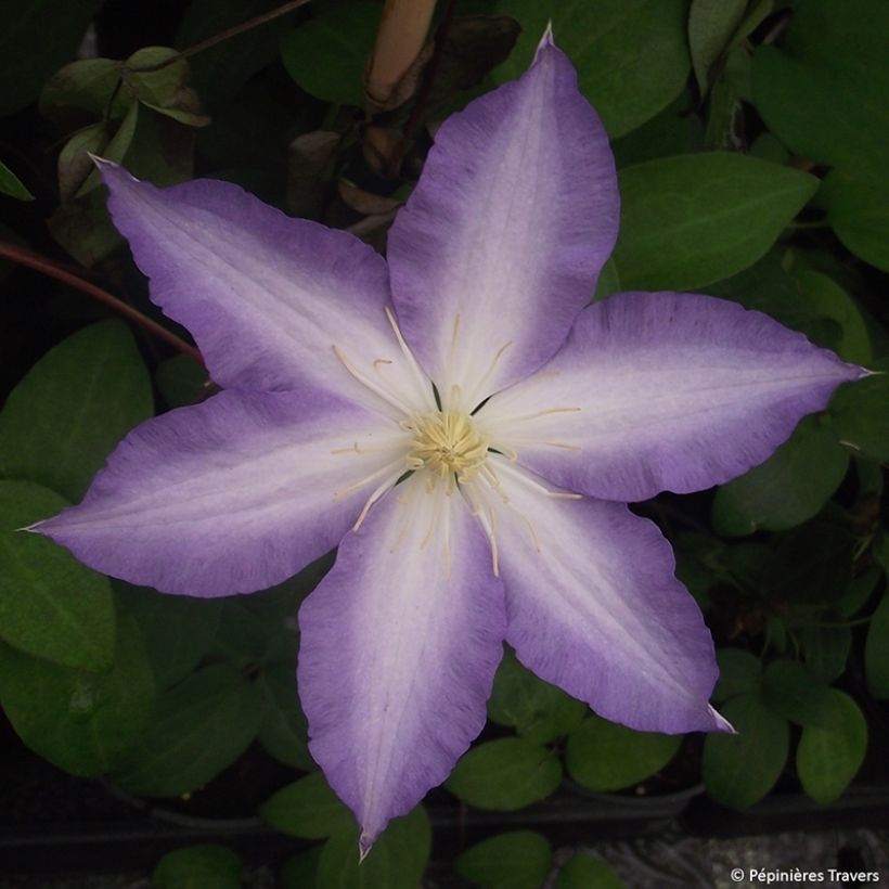 Waldrebe Ice Crystal - Clematis (Flowering)