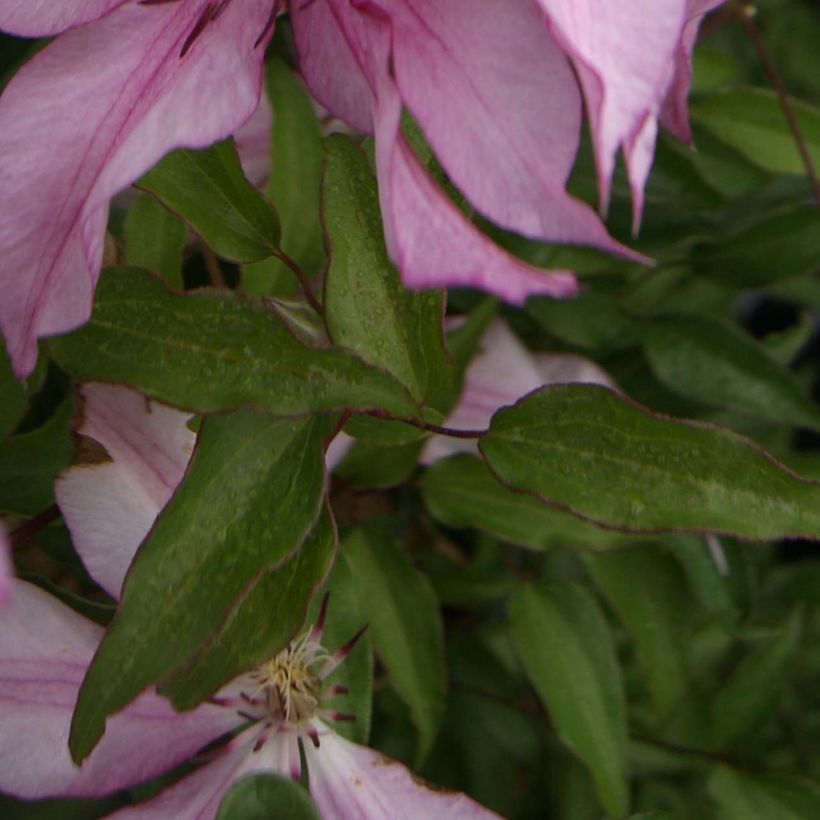 Waldrebe Isabella - Clematis (Foliage)