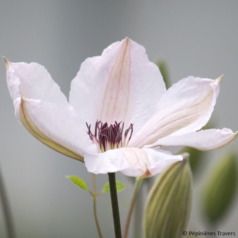 Waldrebe Jan Pawel II - Clematis (Flowering)
