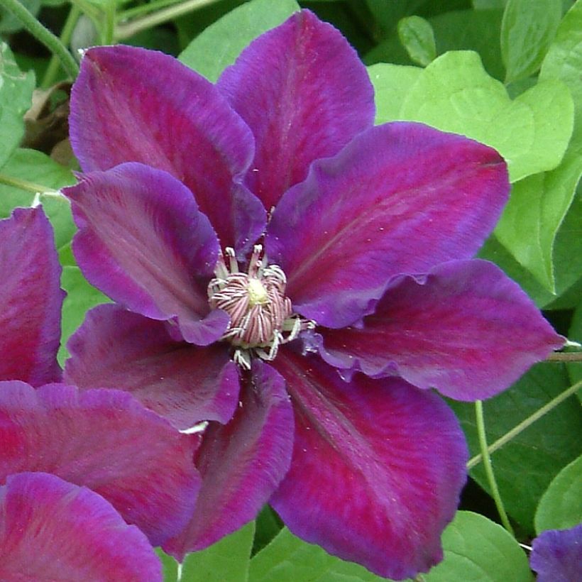 Waldrebe Julka - Clematis (Flowering)