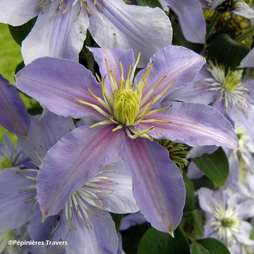 Clematis viticella Justa - Waldrebe (Flowering)