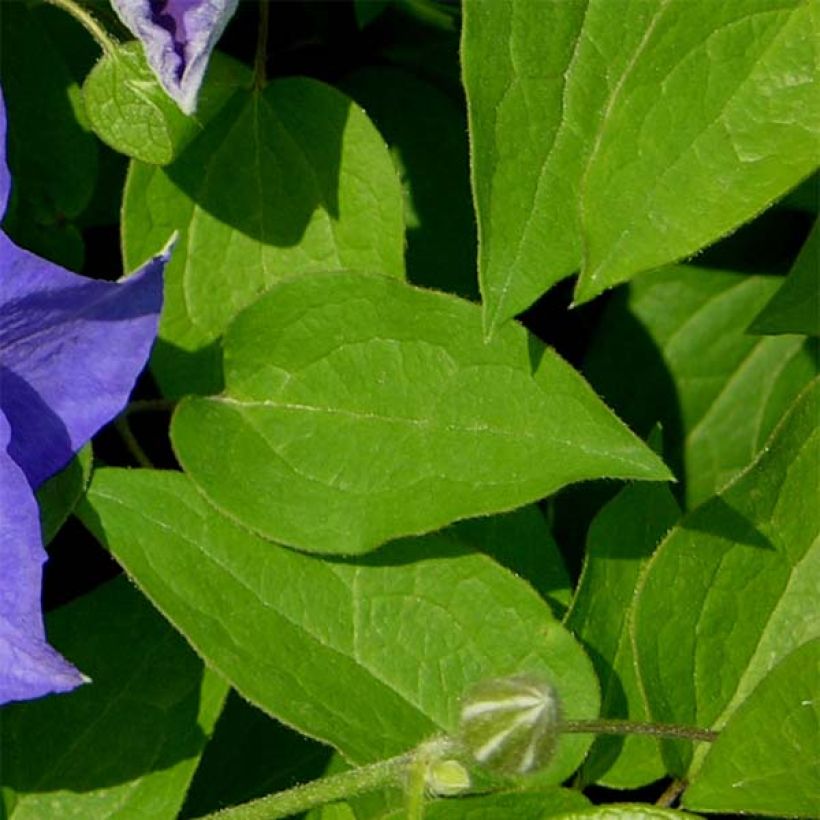 Waldrebe Kingfisher - Clematis (Foliage)