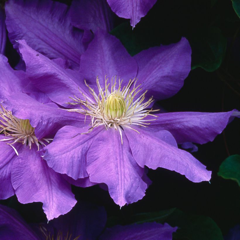 Waldrebe Lasurstern - Clematis (Flowering)