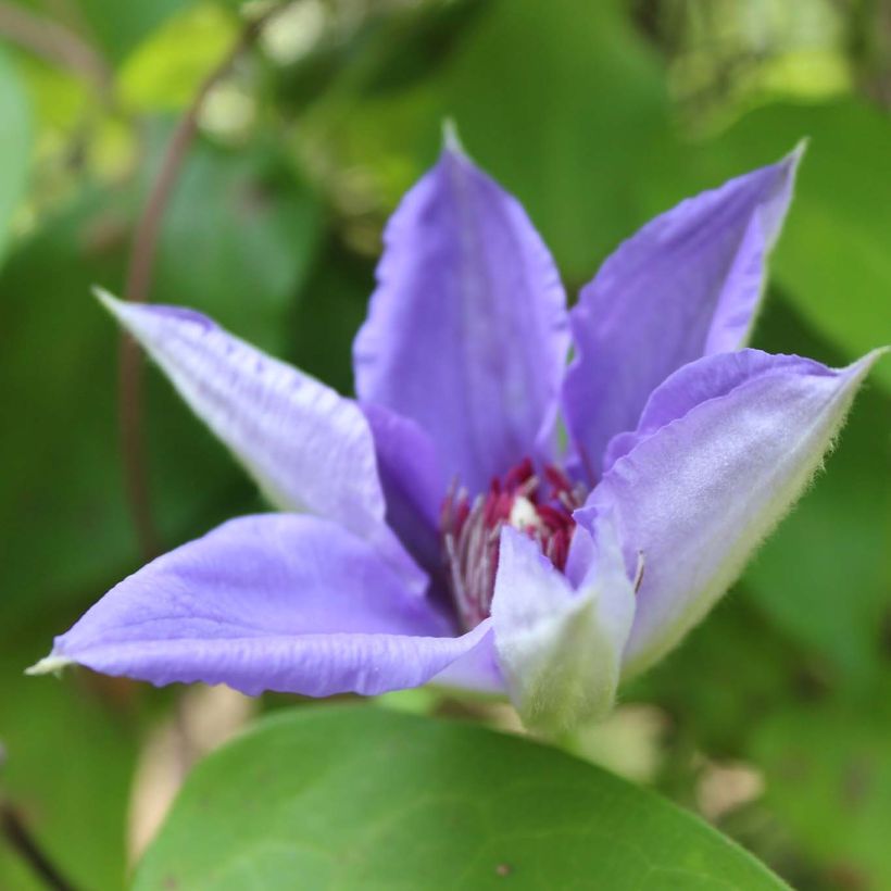 Waldrebe Lawsoniana - Clematis (Flowering)