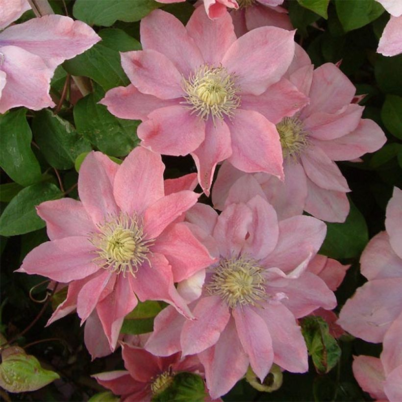 Waldrebe Little Mermaid - Clematis (Flowering)