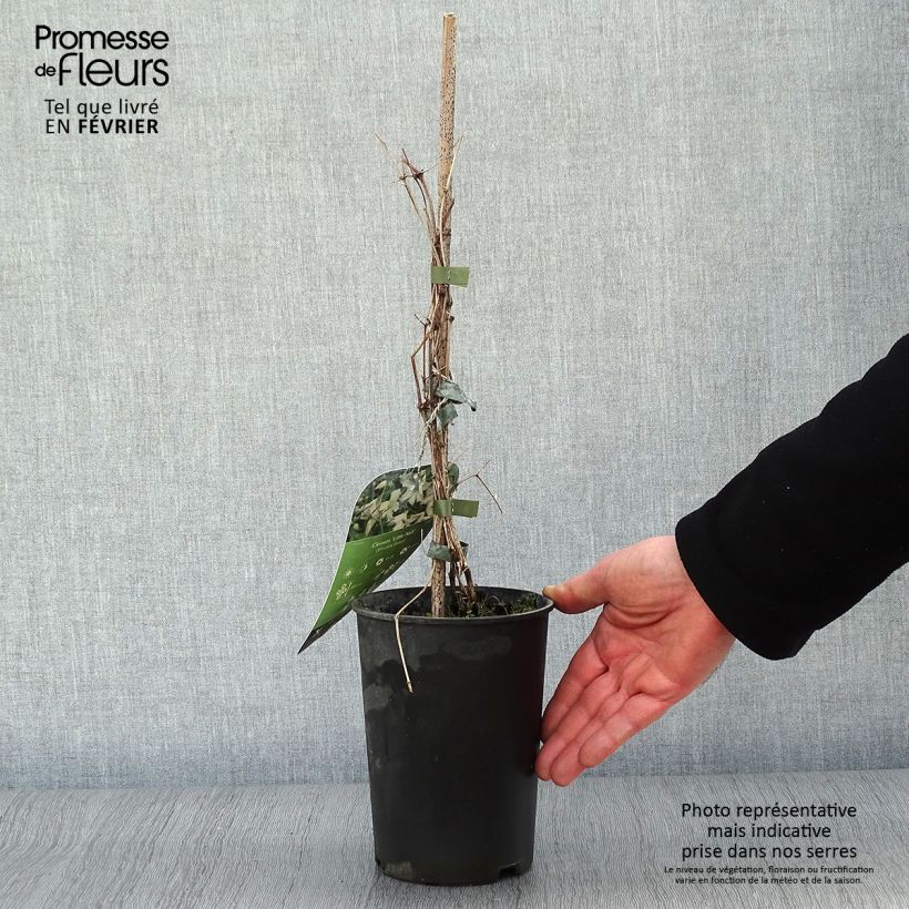 Exemplar von Waldrebe Little Nell - Clematis Topf mit 2L/3L wie im Winter geliefert