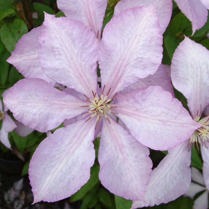 Waldrebe Margaret Hunt - Clematis (Flowering)