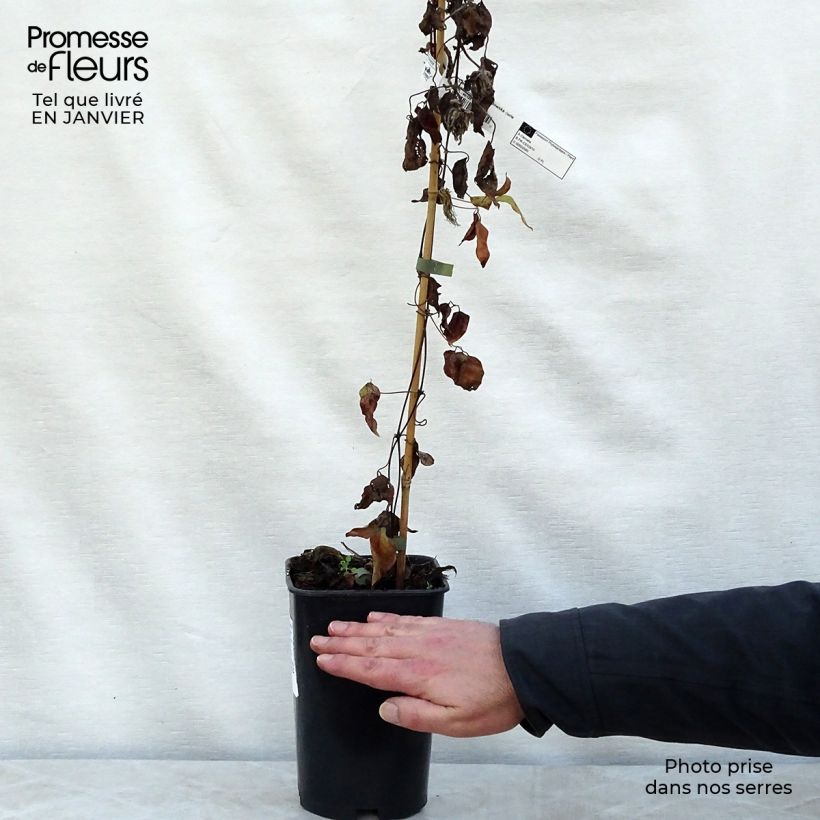 Exemplar von Waldrebe Maria Skłodowska Curie - Clematis Topf mit 2L/3L wie im Winter geliefert