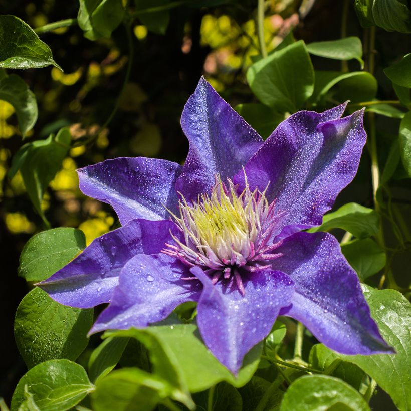 Waldrebe Multi Blue - Clematis (Flowering)