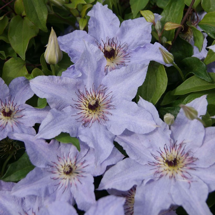 Waldrebe Myosotis - Clematis (Flowering)