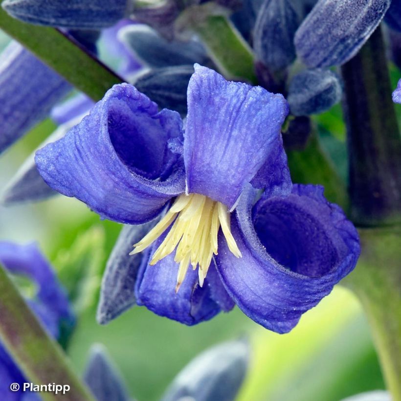 Waldrebe New Love - Clematis (Flowering)