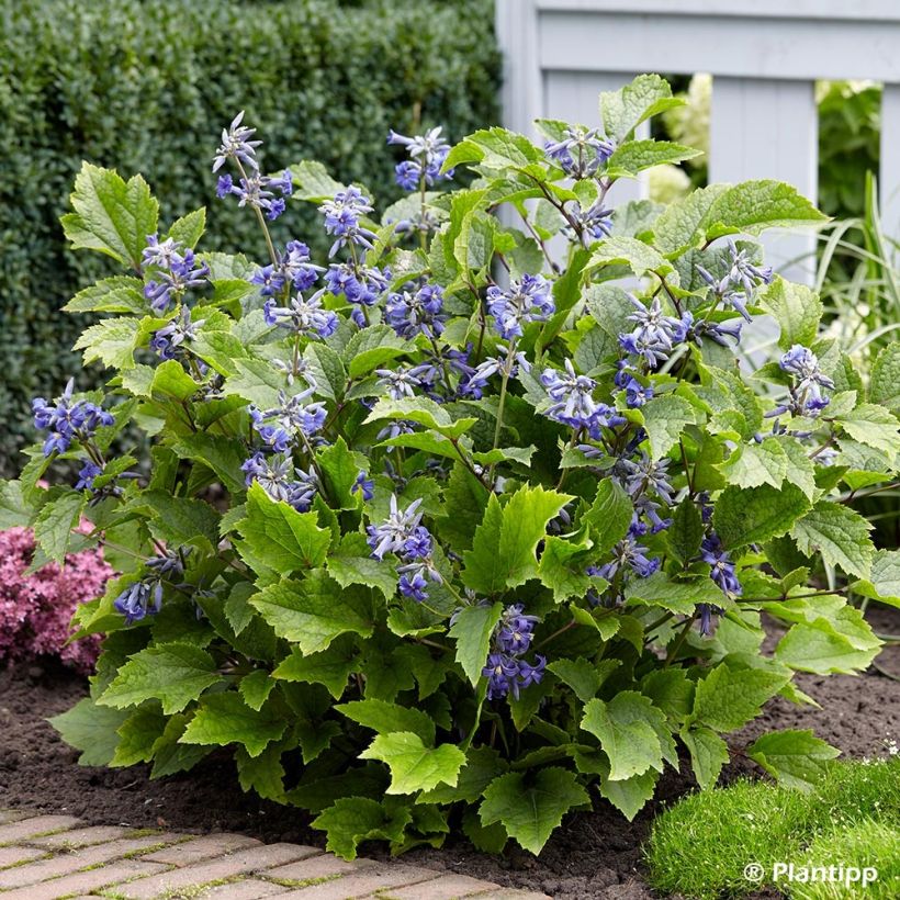 Waldrebe New Love - Clematis (Plant habit)