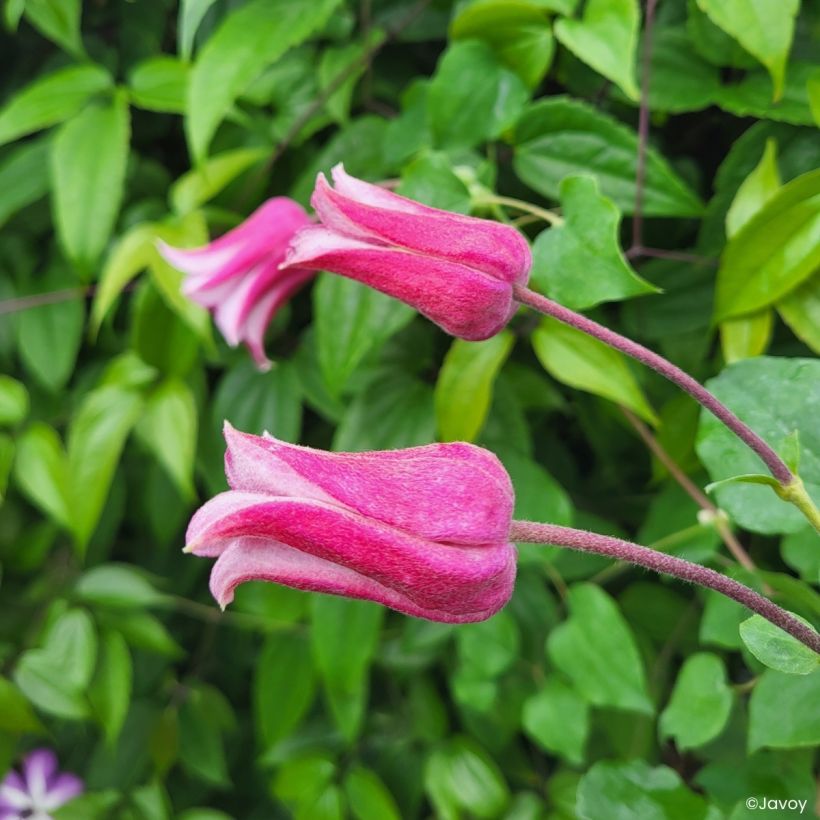 Clematis texensis Notre-Dame de Paris - Texas-Waldrebe (Blüte)