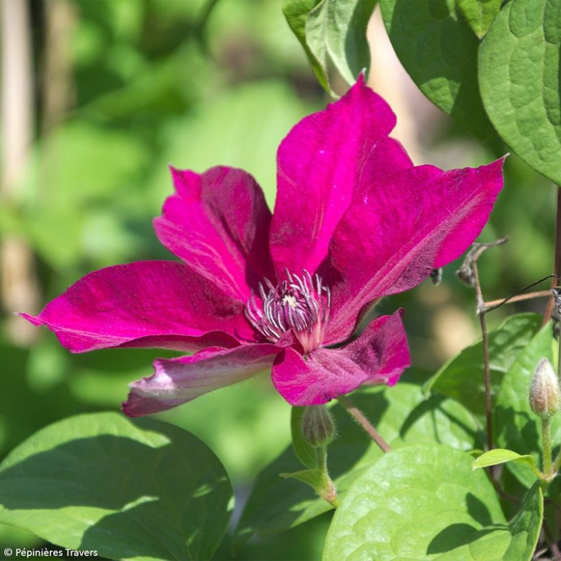 Waldrebe Perida - Clematis (Flowering)