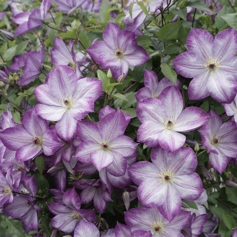Waldrebe Pernille - Clematis (Flowering)