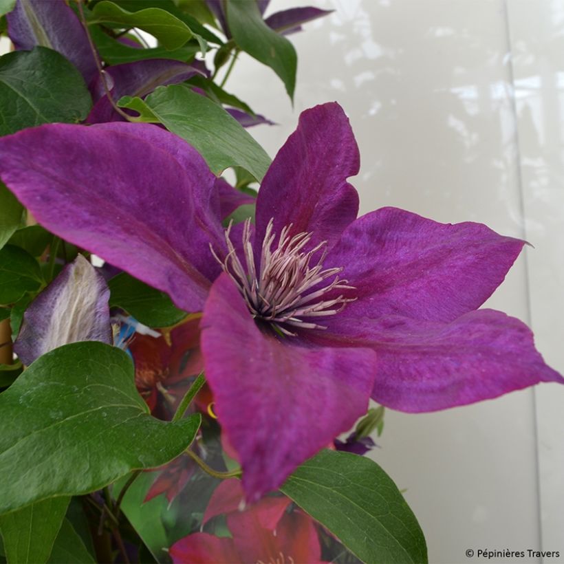 Waldrebe Picardy - Clematis (Flowering)