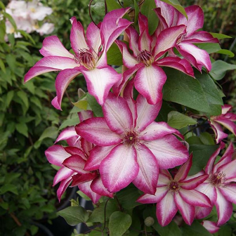 Waldrebe Picotee - Clematis (Plant habit)