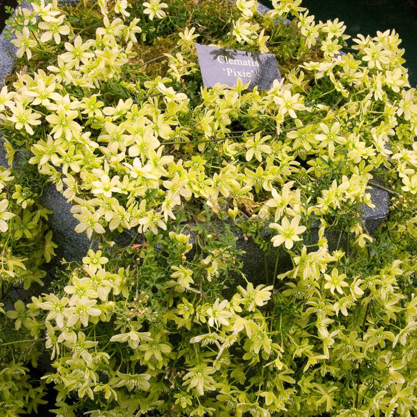 Waldrebe Pixie - Clematis (Plant habit)