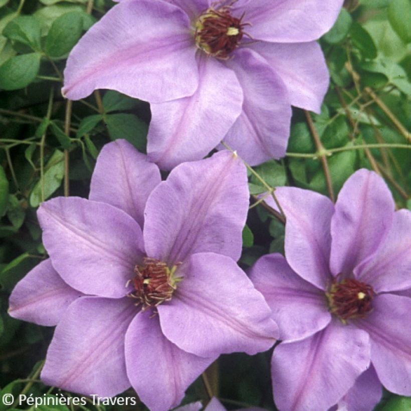 Waldrebe Ramona - Clematis (Flowering)