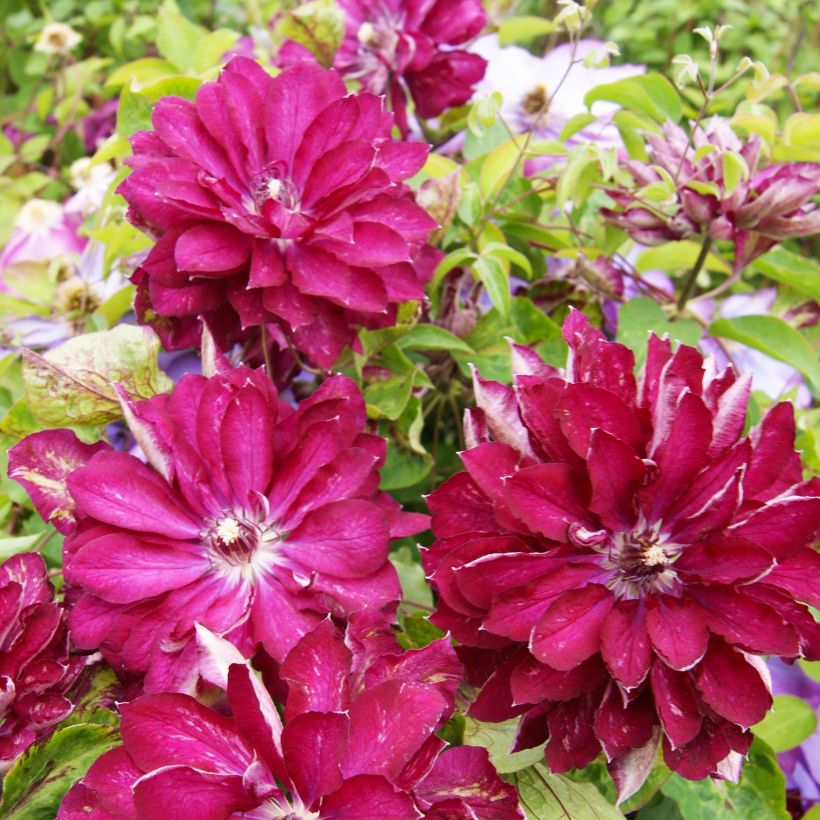 Waldrebe Red Passion - Clematis (Flowering)