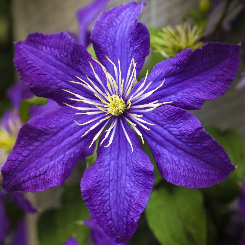 Waldrebe Rhapsody - Clematis (Flowering)