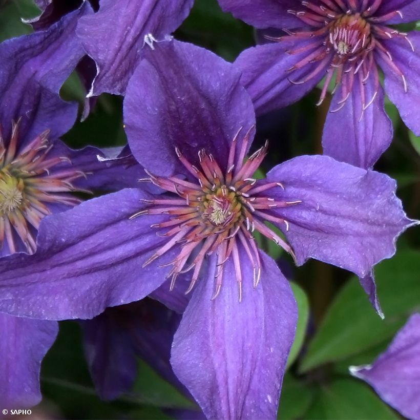 Waldrebe Saphyra Violetta - Clematis (Flowering)