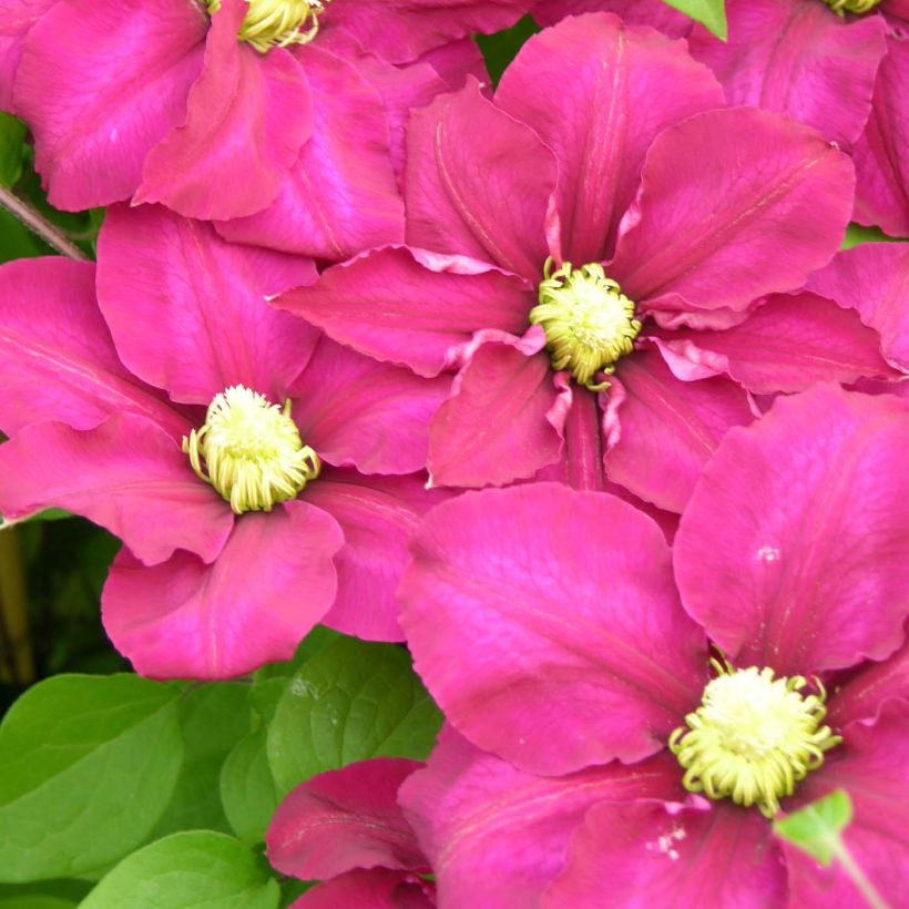Waldrebe SUCCESS Magenta - Clematis (Flowering)