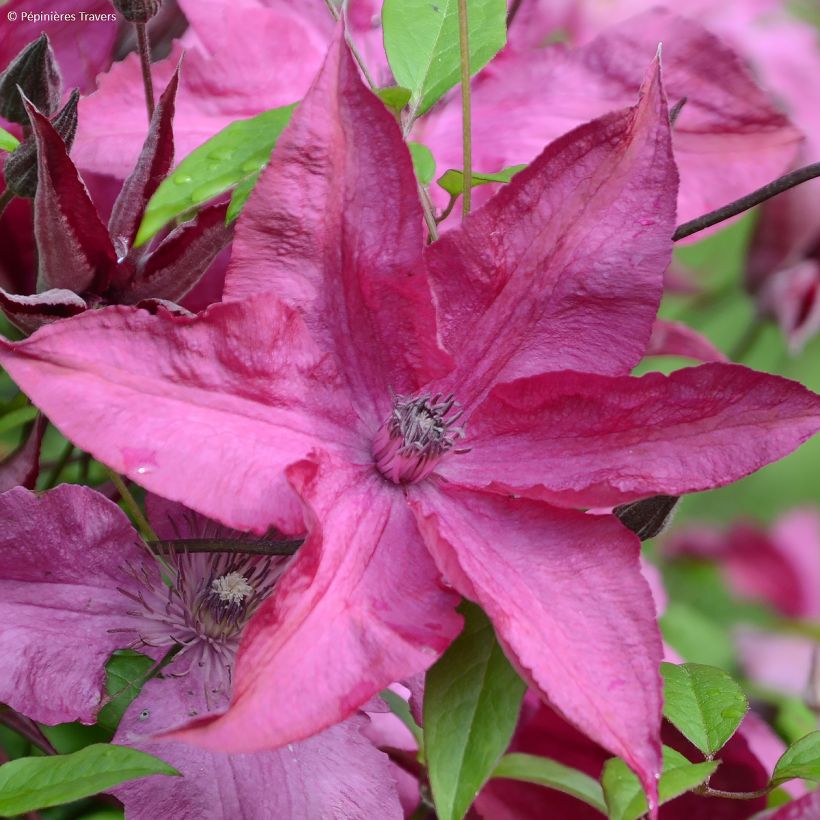 Waldrebe Saphyra Nancy - Clematis (Flowering)