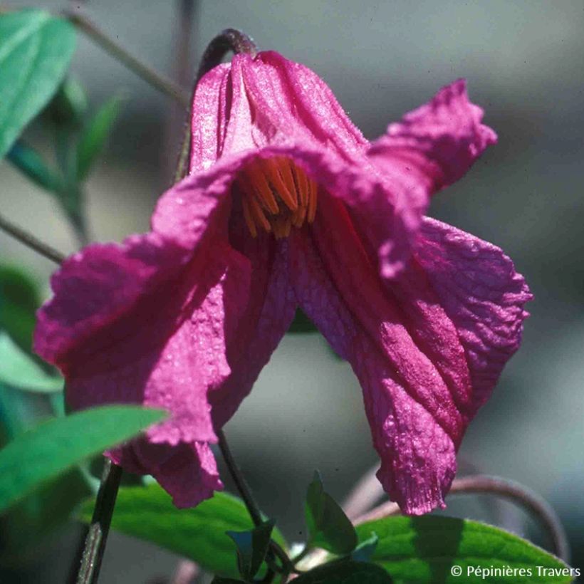 Waldrebe Savannah - Clematis (Flowering)