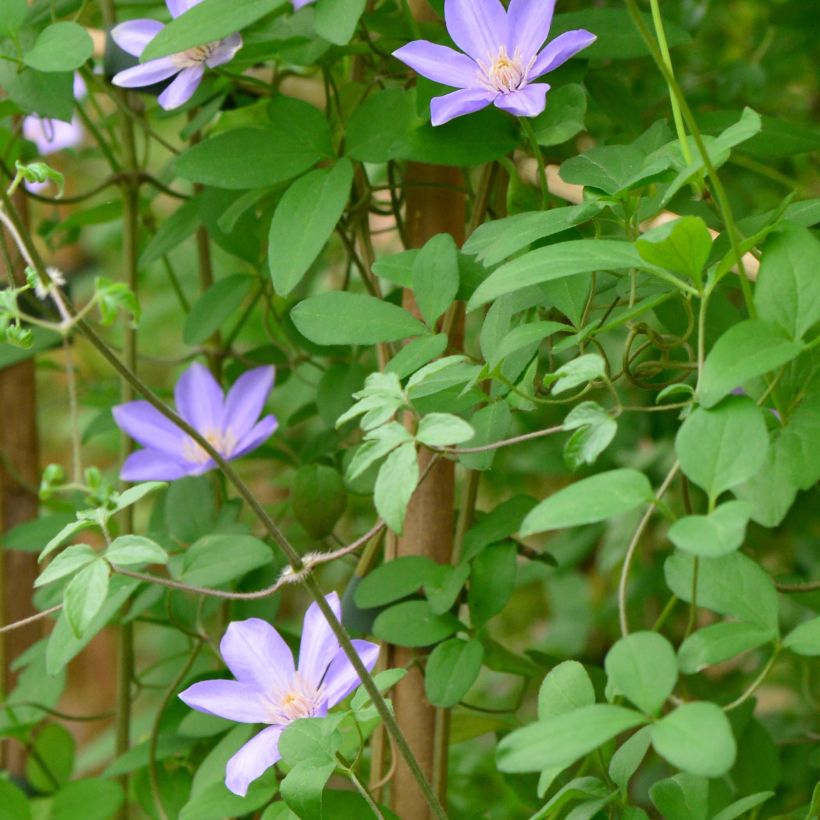 Waldrebe Sugar Sweet - Clematis (Foliage)