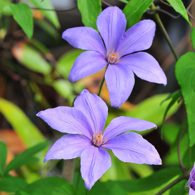 Waldrebe Sugar Sweet - Clematis (Flowering)