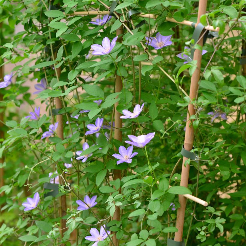 Waldrebe Sugar Sweet - Clematis (Plant habit)