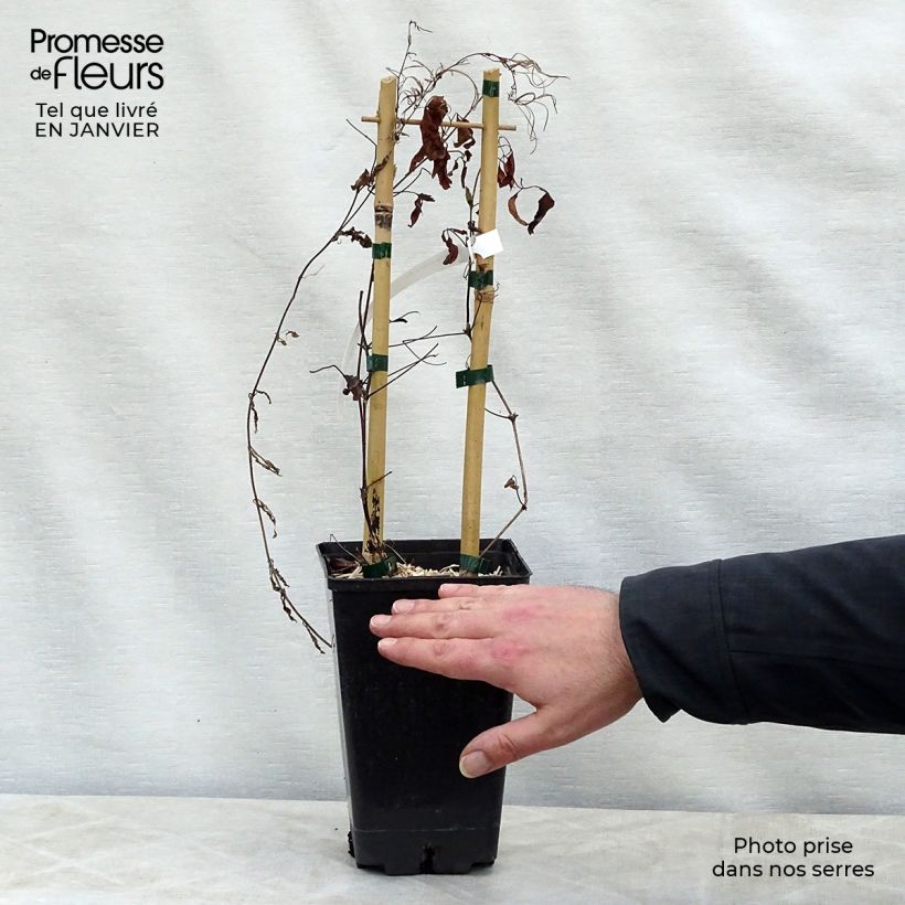 Exemplar von Waldrebe Sen no Kaze - Clematis Topf mit 2L/3L wie im Winter geliefert