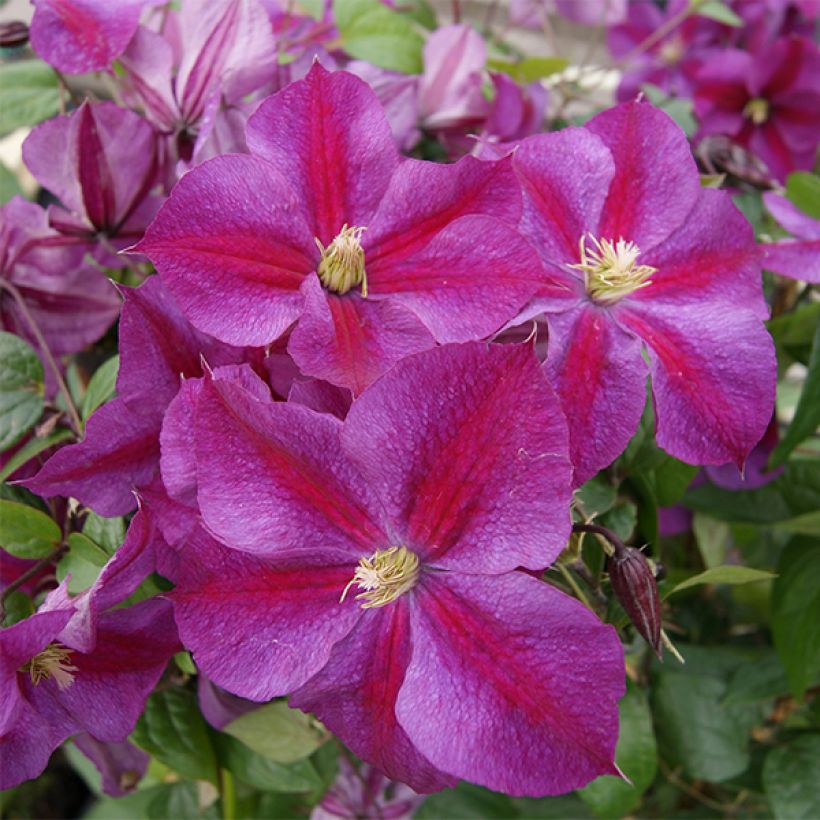 Waldrebe Star of Pakistan - Clematis (Flowering)