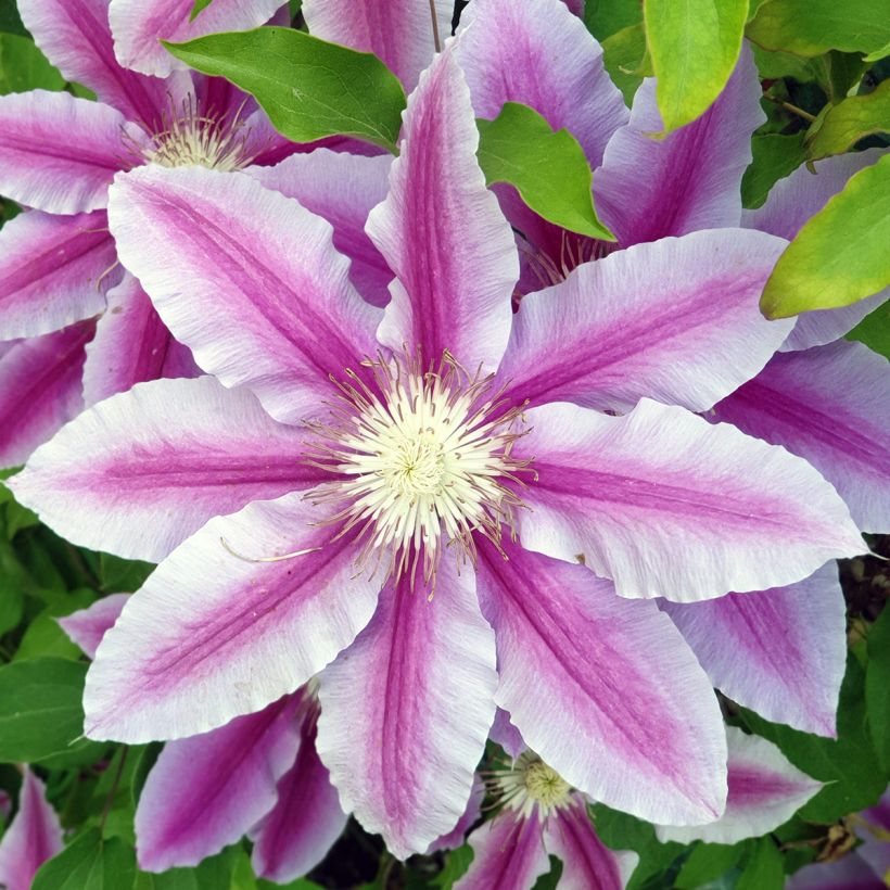 Waldrebe Sugar Candy - Clematis (Flowering)